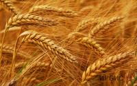 Рекордный урожай планируют собрать в Павлодарской области
